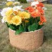Цветник КАНЬОН купить в Выборге